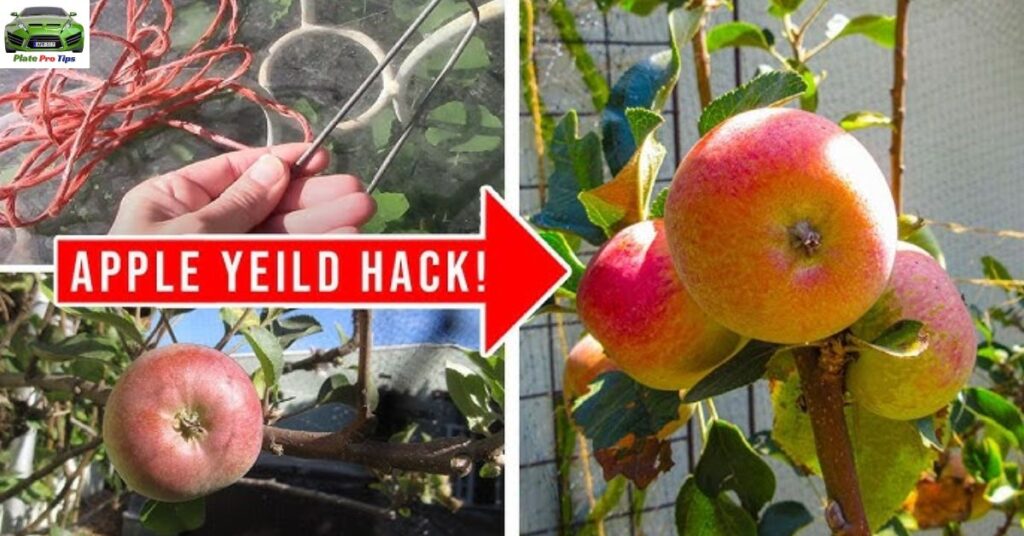 Elective Purposes For Apples Grandness And Family Hacks