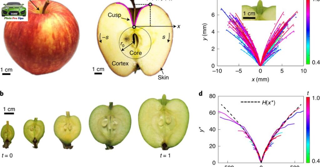 The Course Of Action Of Experiences And Beginning Of Apples